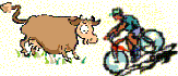 vache_et_cyclo