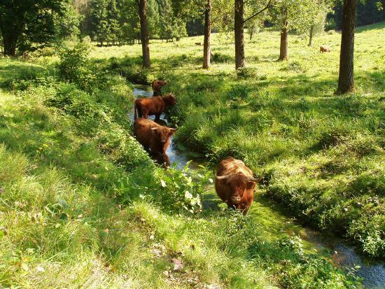 Vaches a l'ombre