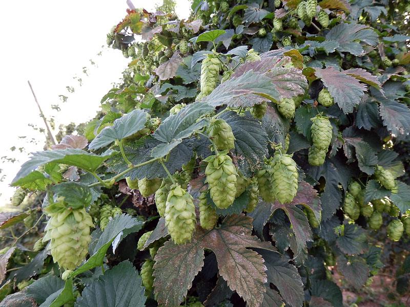 cones_de_houblon