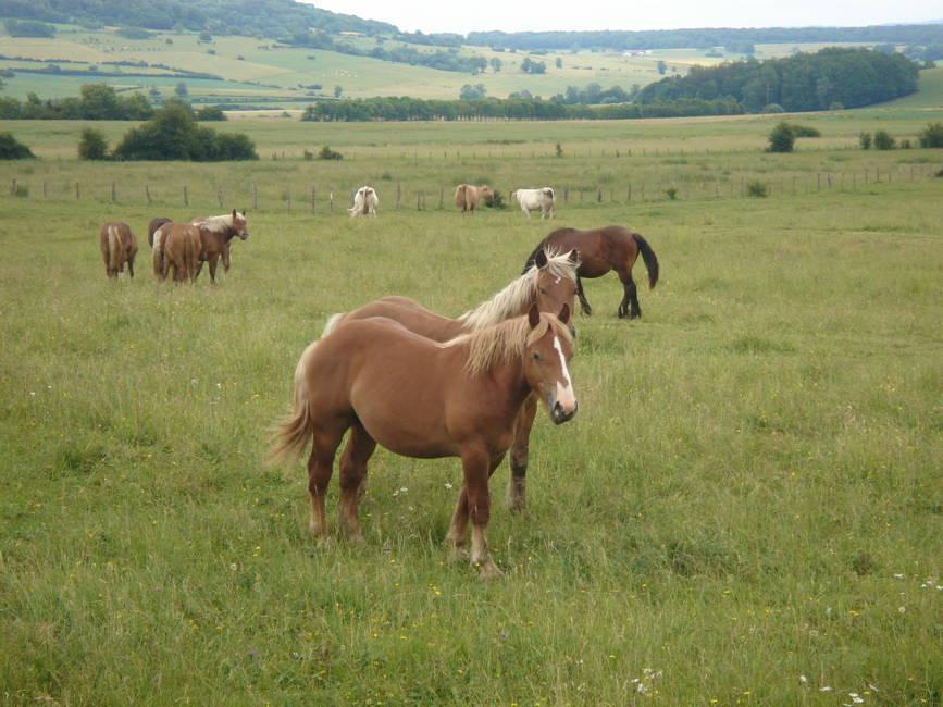 Vallee de la Mance