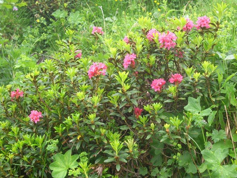 Rhododendrons