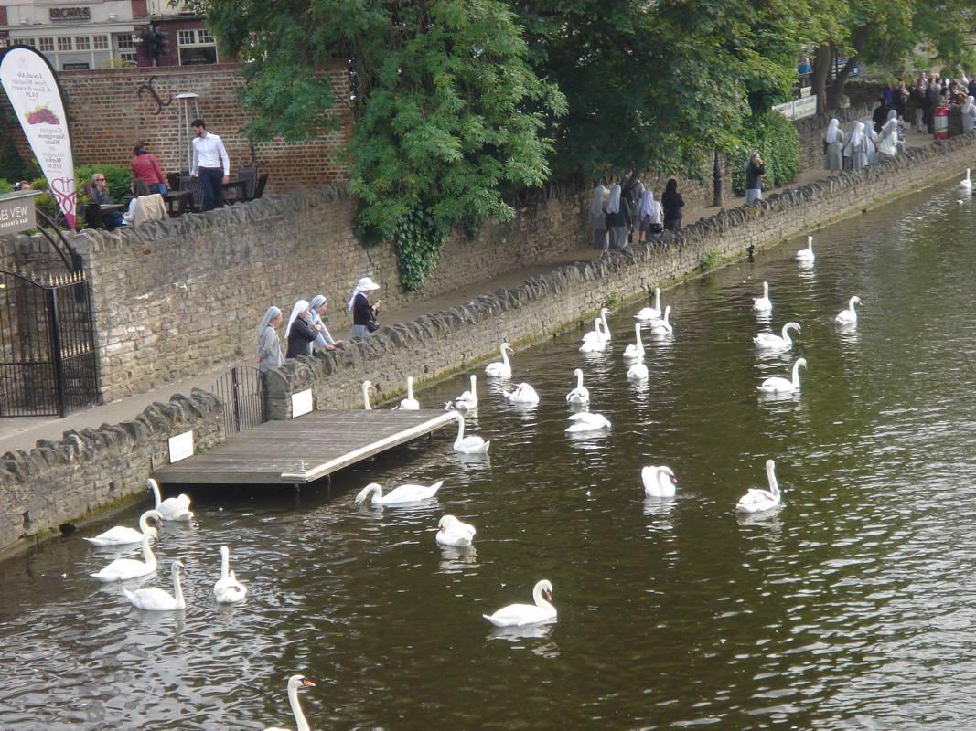 Windsor: cygnes royaux