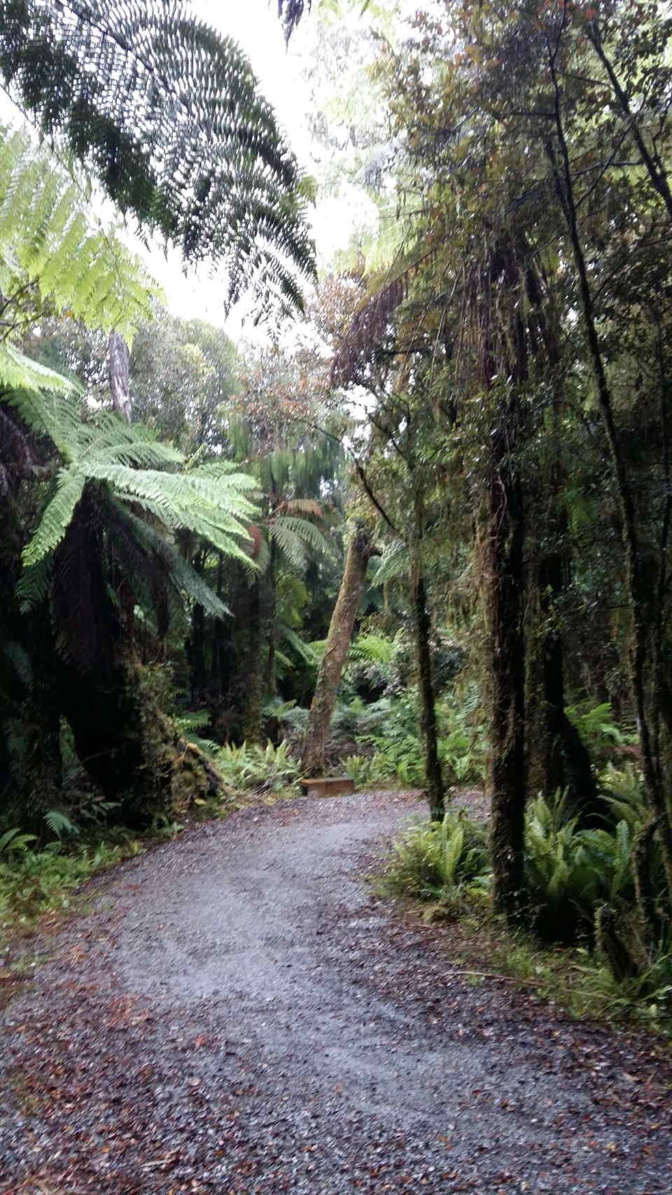 Forêt
          primaire