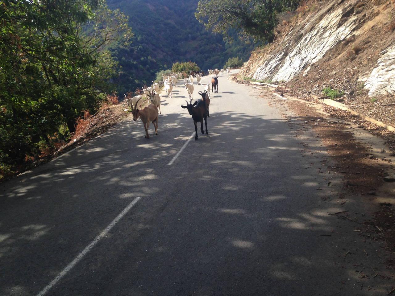 Cyclos Corses sur la route