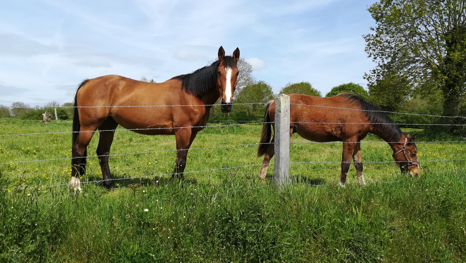 Carolles: les
              chevaux