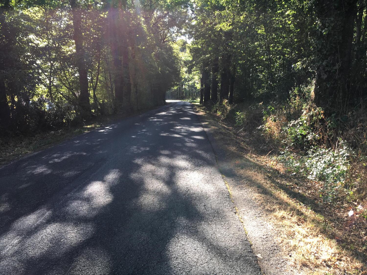 Traversée de forêt