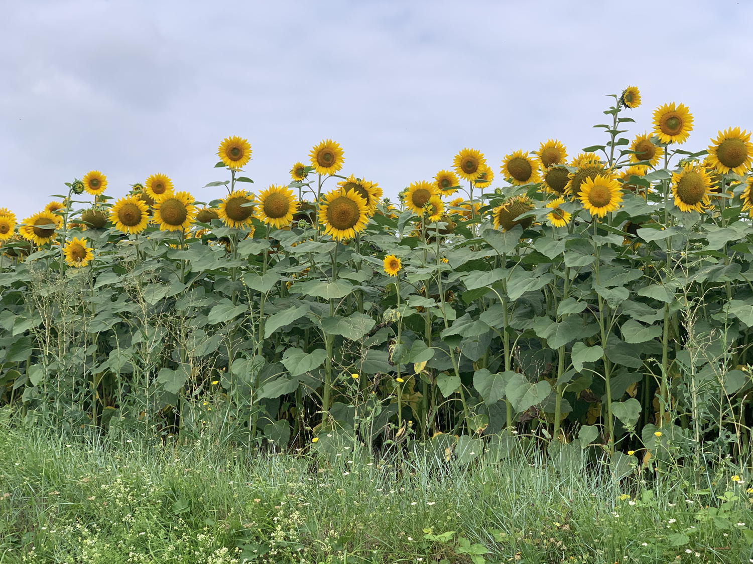 Tournesols