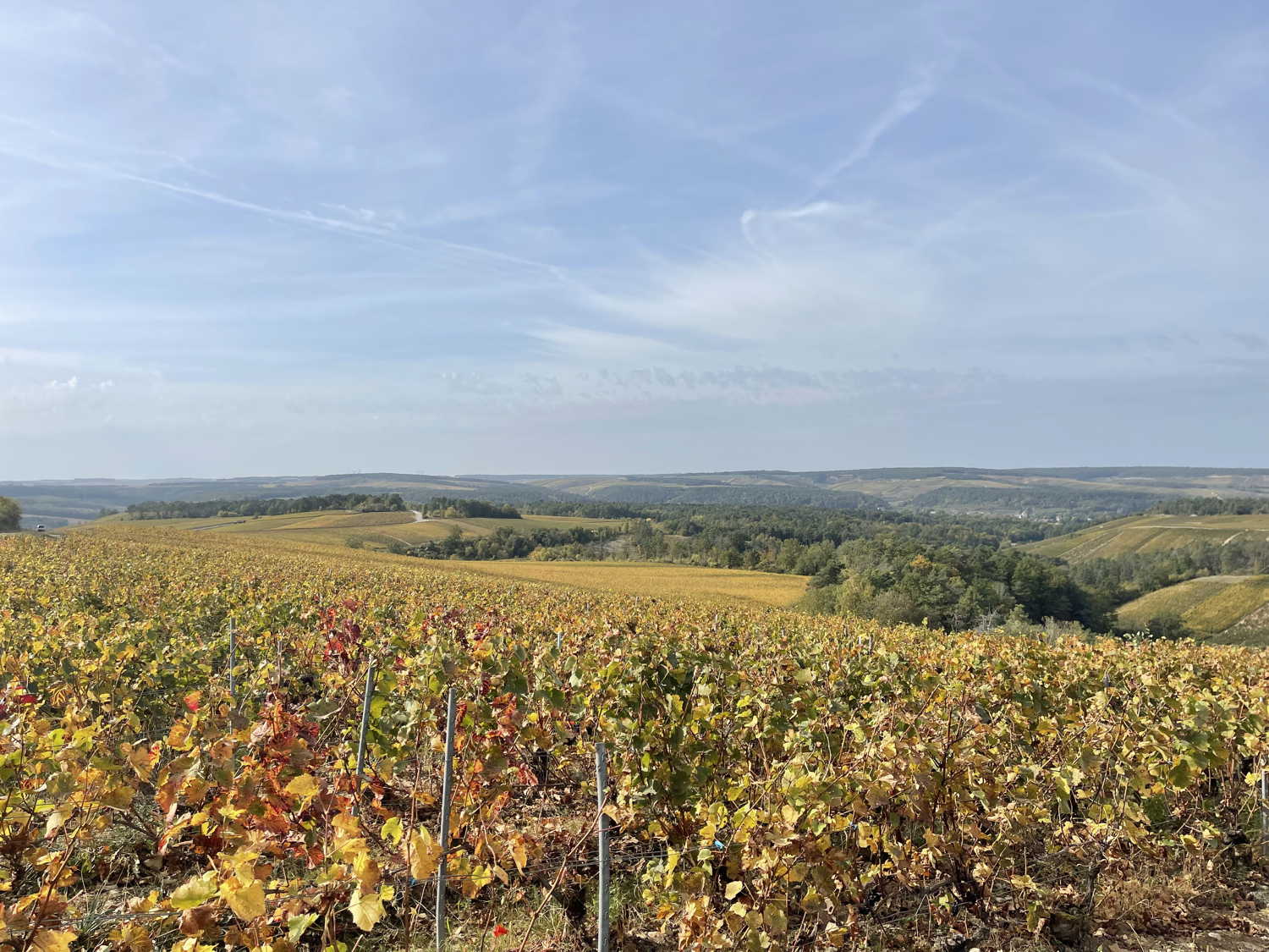 Les vignobles de la côte des Bar, au-dessus des Riceys