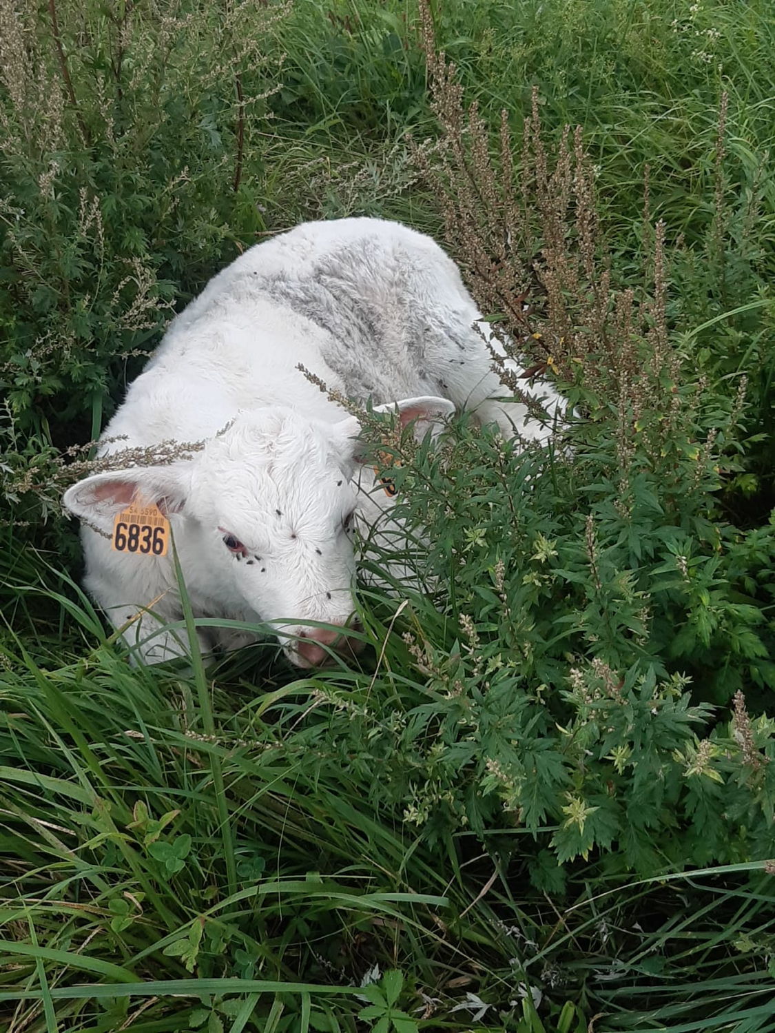 Veau échappé en bord de route