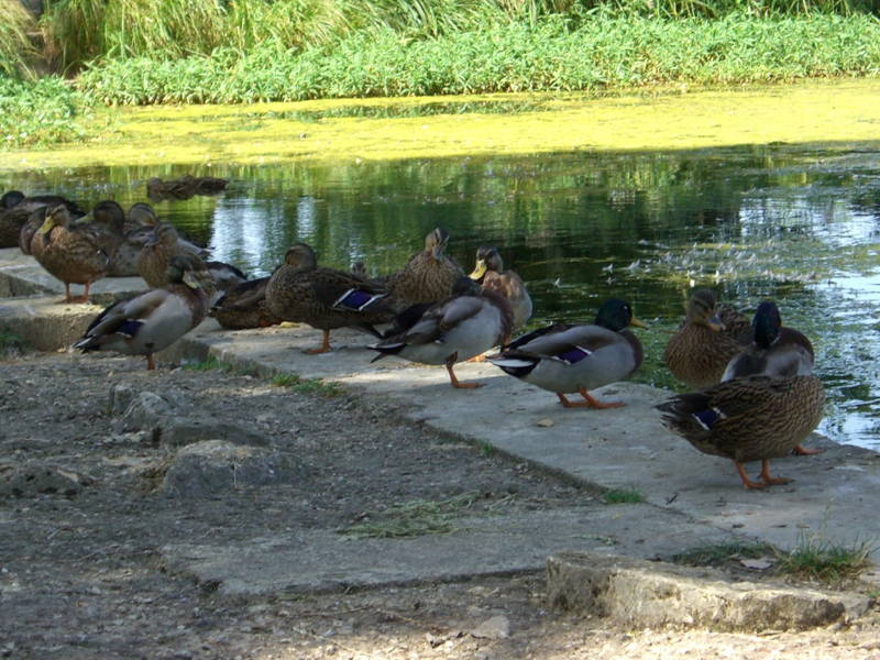 Tribu de canards